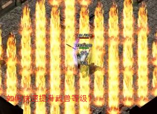 如何快速提升武兽等级? 如何快速提升武兽等级?